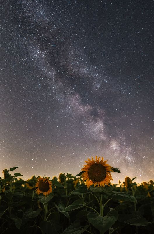 Night, Sunflowers, milky way, sky, universum, stars, nikon z6 Night Sunflowersphoto preview