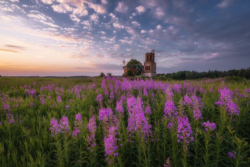 церковь заброшка россия заброшенная иван-чай лето рассвет пейзаж Иван-чай и заброшенная церковь Николая Чудотворцаphoto preview