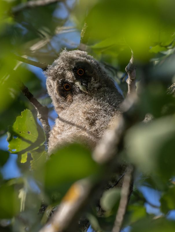 ушастая сова, птенец, слёток, птица глазастый пумпонphoto preview