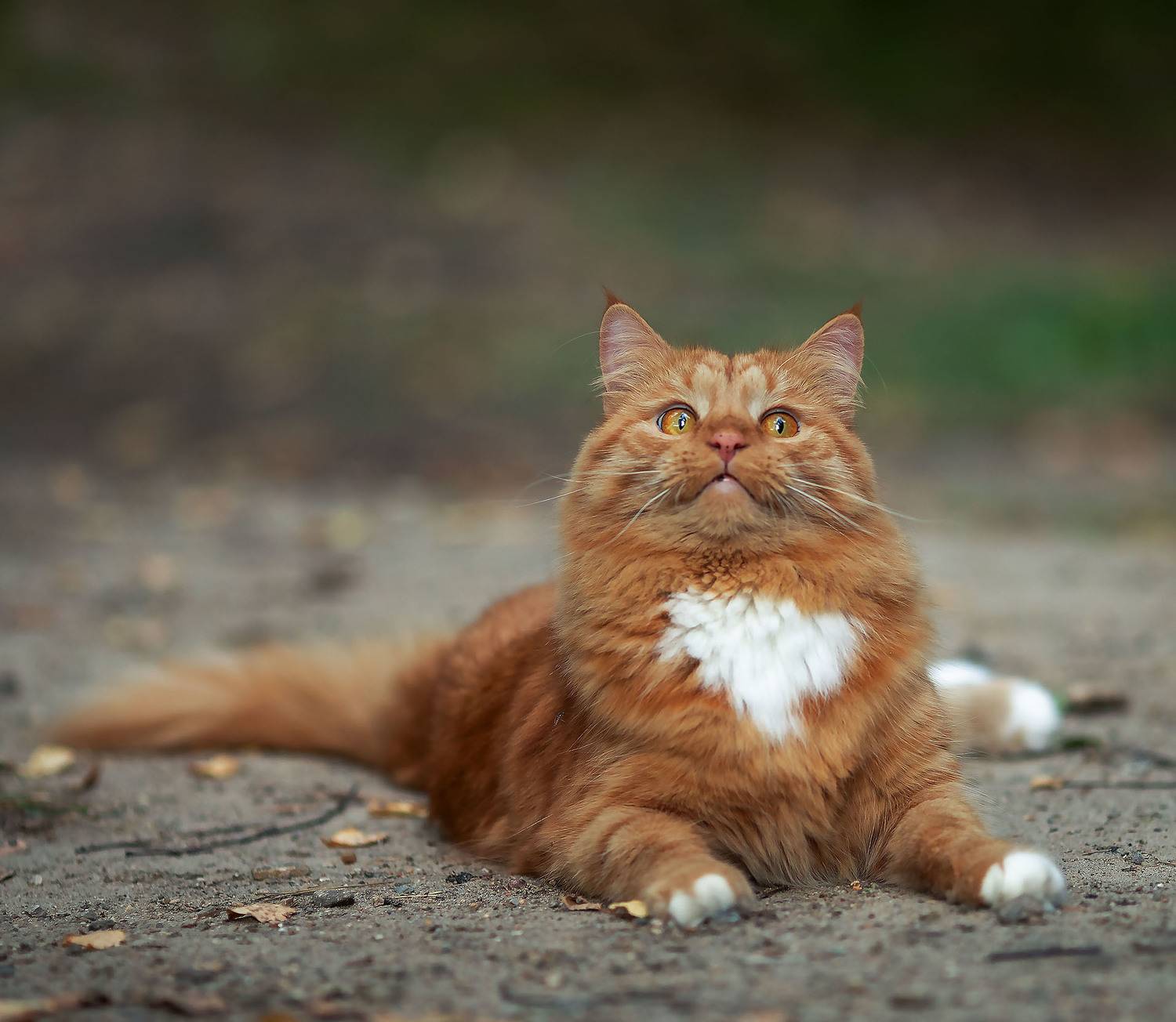 кот, красавец, лето, природа, cat, beautiful, nature, Стукалова Юлия