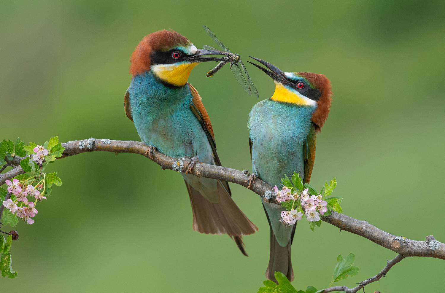 птицы, щурки, весна, лето, стрекоза, фотоохота, природа, Сигушин Руслан