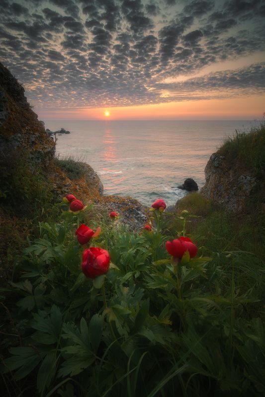 Seashore flowersphoto preview