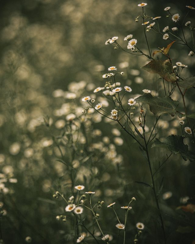 природа, зелёный, лист, листья, цветы Green tranquility фото превью