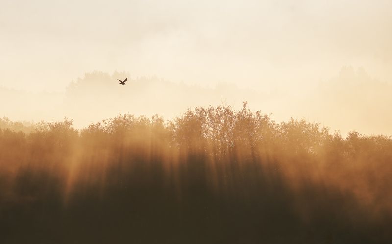 В тумане…photo preview