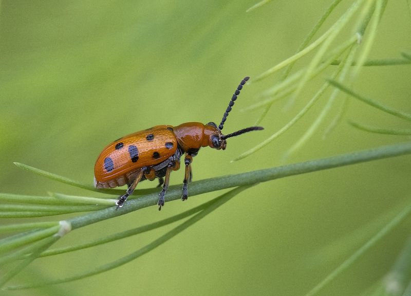 жёсткокрылые, жуки, трещалка двенадцатиточечная, спаржа, лето На листьях спаржиphoto preview