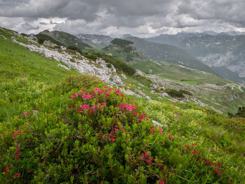 totes gebirge,alps,austria,mountains,flowers,range,sky,dramatic,clouds Totes Gebirgephoto preview
