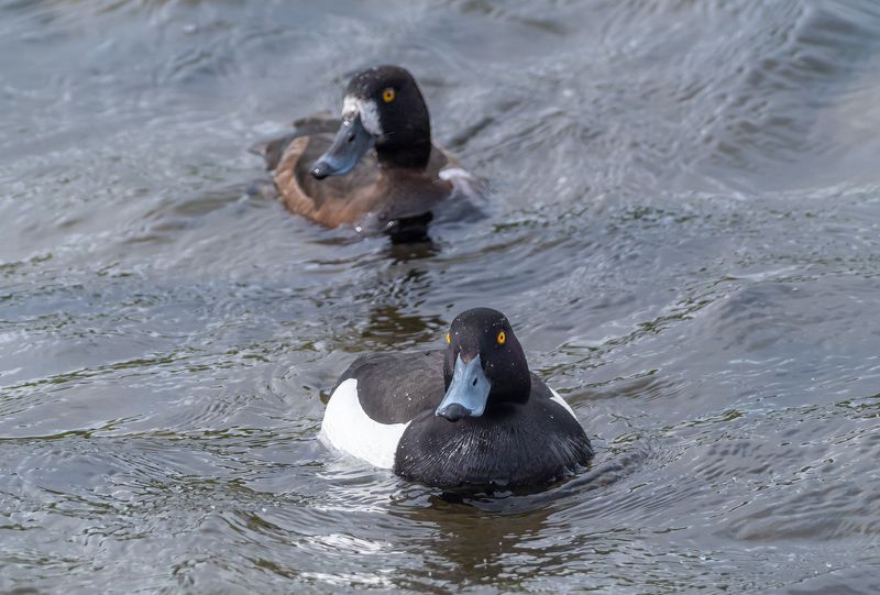 мурманск, птицы, хохлатая чернеть Хохлатая чернетьphoto preview