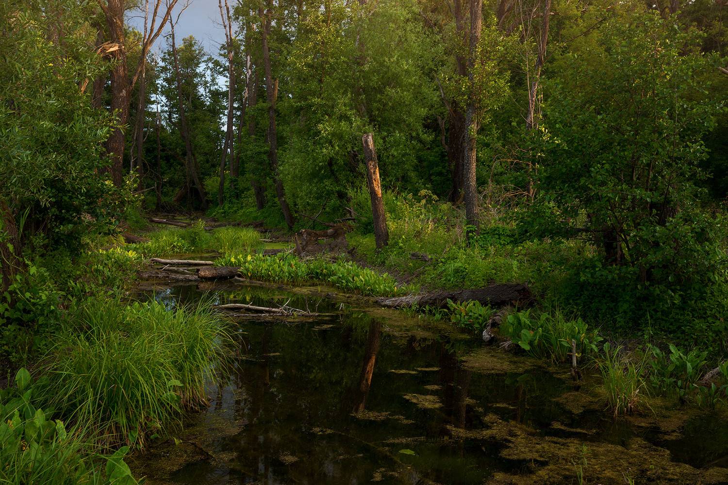 Глушь.... Автор: Владислав Никишин лето лес болото, Владислав Никишин