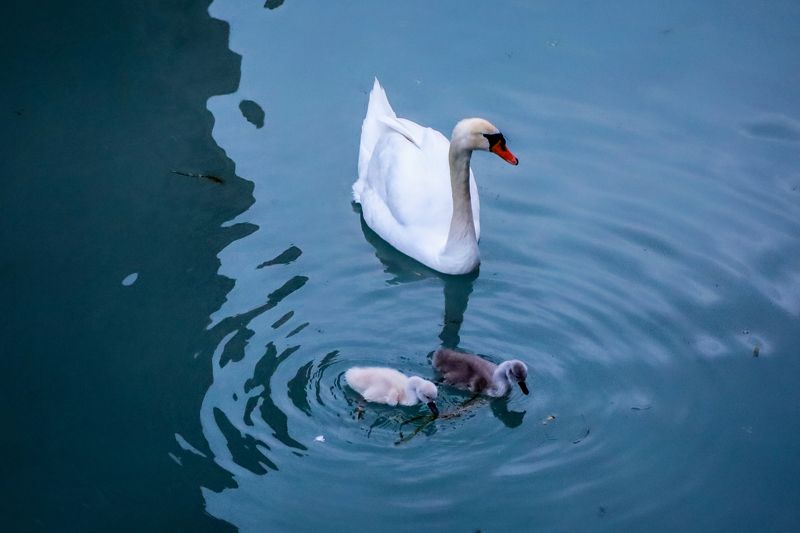 Один серый,другой - белый... фото превью