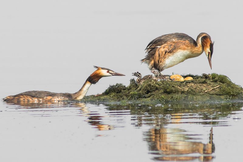 чомги Семья чомгphoto preview