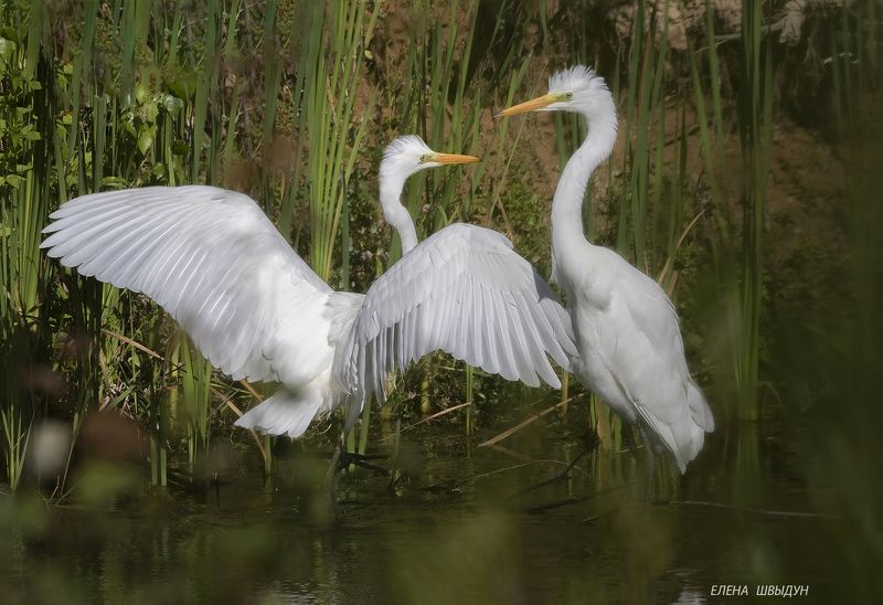 bird of prey, animal, birds, bird, animal wildlife, nature, animals in the wild, птицы, птица, great egret, большая белая цапля A Couplephoto preview