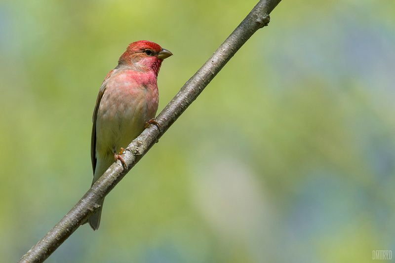Чечевица фото превью