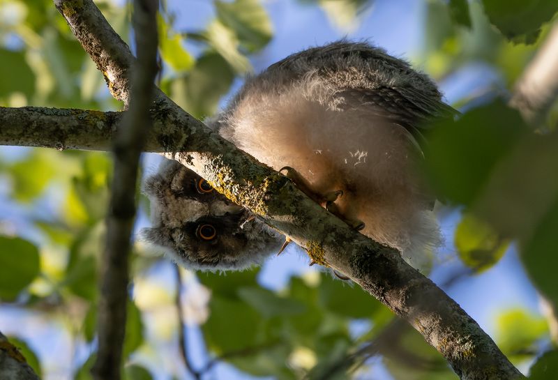 ушастая сова, птенец, слёток, птица Ты хто??????photo preview