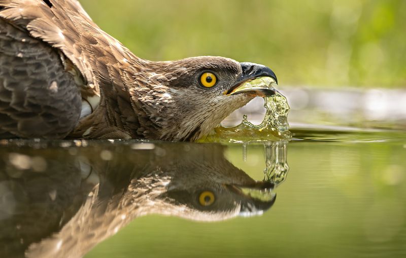 Летняя жаждаphoto preview