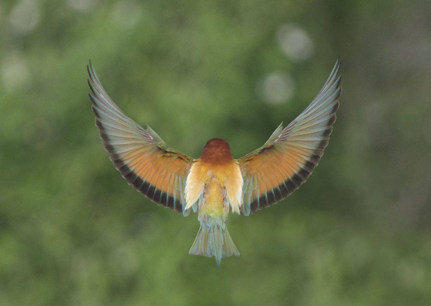 Щурка. Автор: Евгени Стефанов , Евгени Стефанов