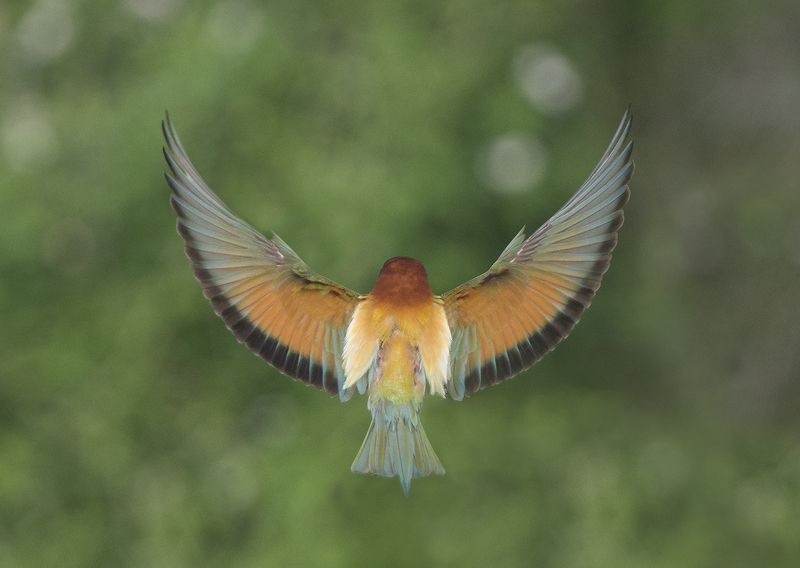 Щуркаphoto preview