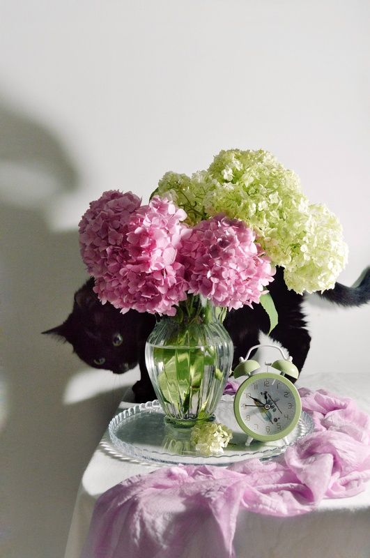 Гортензияphoto preview