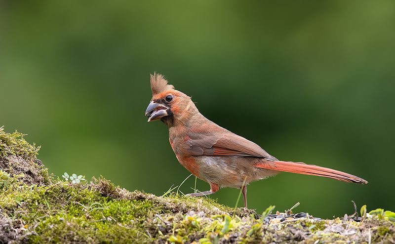красный кардинал, northern cardinal, cardinal,кардинал Juvenile Northern Cardinal - Молодой Красный кардиналphoto preview