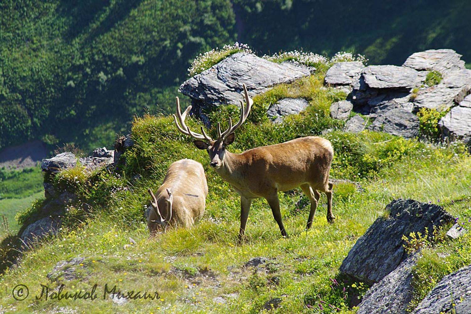 , Ловиков Михаил