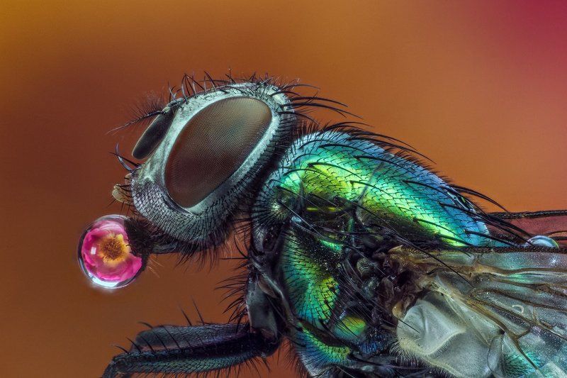 Вода, Капля, Макро, Муха, Профиль, Цветок, Цветокроза Изюминкаphoto preview