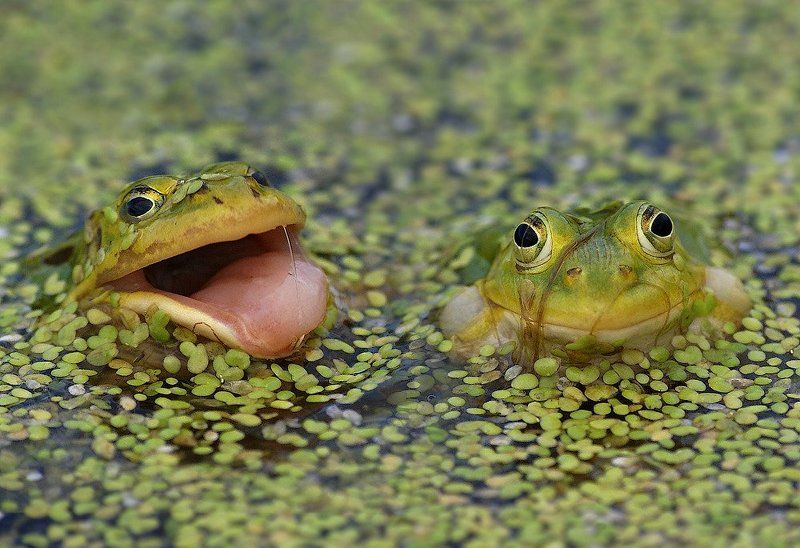 - Пойдёшь за меня?... - Фиг тебе!...photo preview