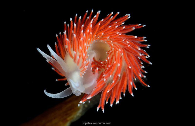 Japan sea. Rudnaya bay. Flabellina nobilis.photo preview