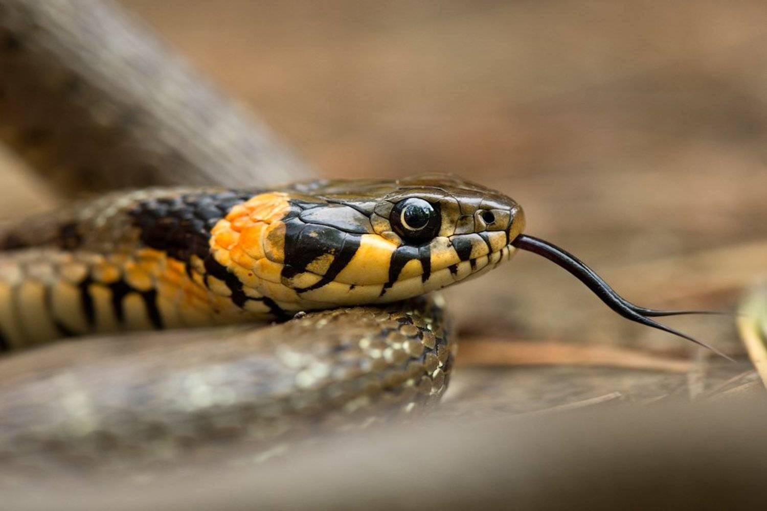 Взгляд. Автор: Илья Гомыранов макро, природа, крым, уж, змея, россия, snake, crimea, russia, wildlife, nature, Илья Гомыранов