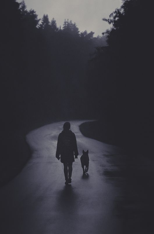 mood, girl, fog, forest, dog, mist, evening,  Misty roadphoto preview