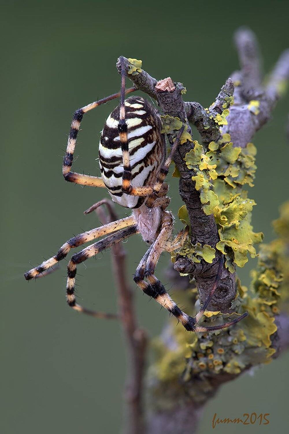 Яркая личность Аргиопа Брюнниха.. Автор: Игорь ФУММ , Игорь ФУММ