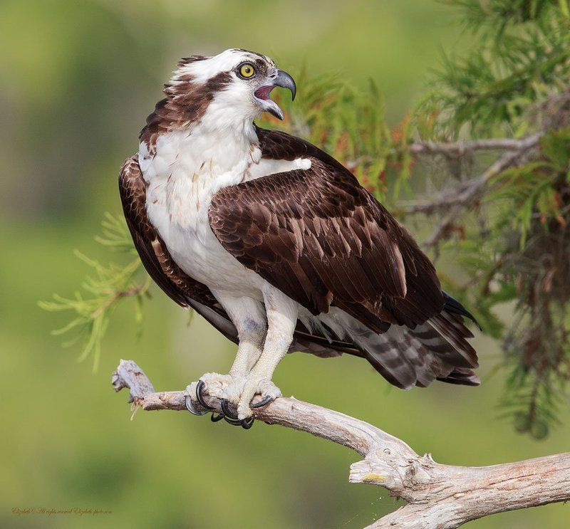 скопа, osprey,  florida, флорида, хищные птицы Скопа - Ospreyphoto preview