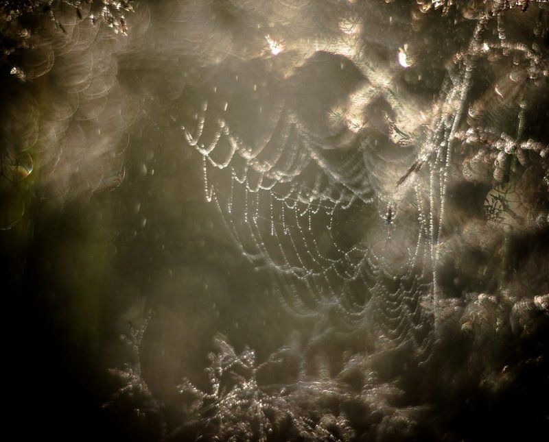 Макрофантазия...photo preview