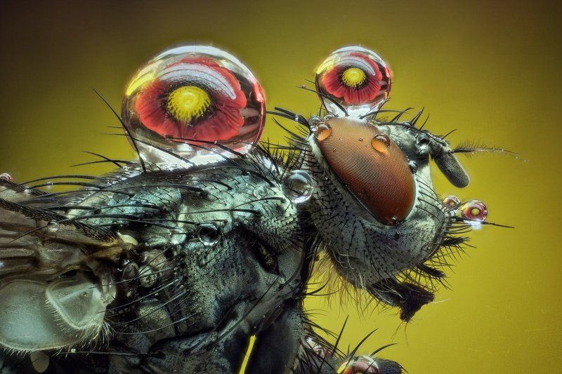 Вода, Капли, Макро, Муха, Цветок Мухиphoto preview