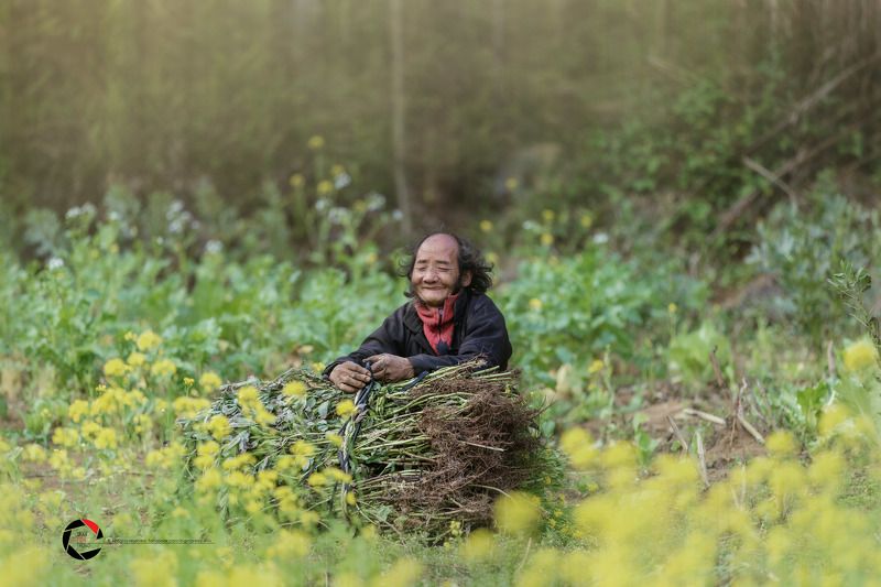 Mùa hoa cải..photo preview