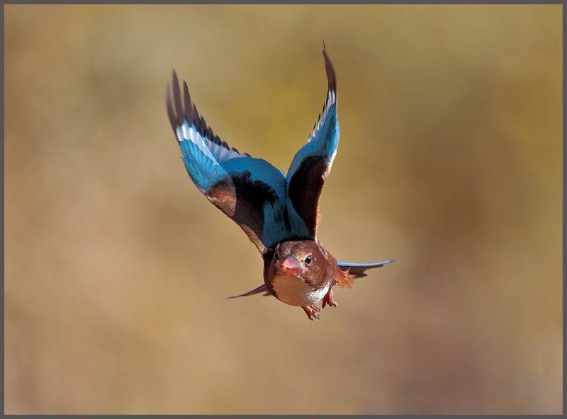 Лобовойphoto preview