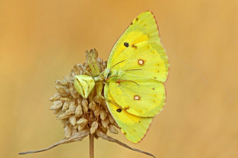 butterfly, spider Flagphoto preview