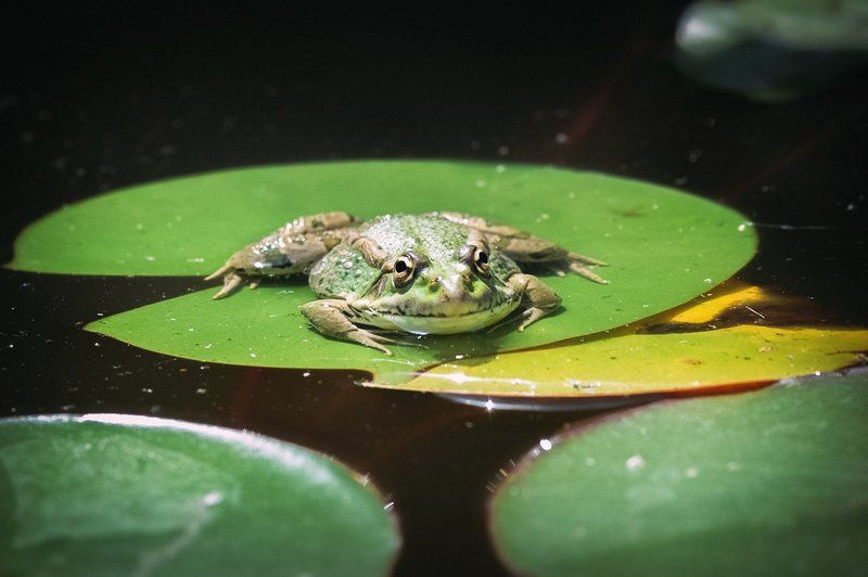 Green, Life, Light, Macro, Nature, Nikon, Summer Frogphoto preview