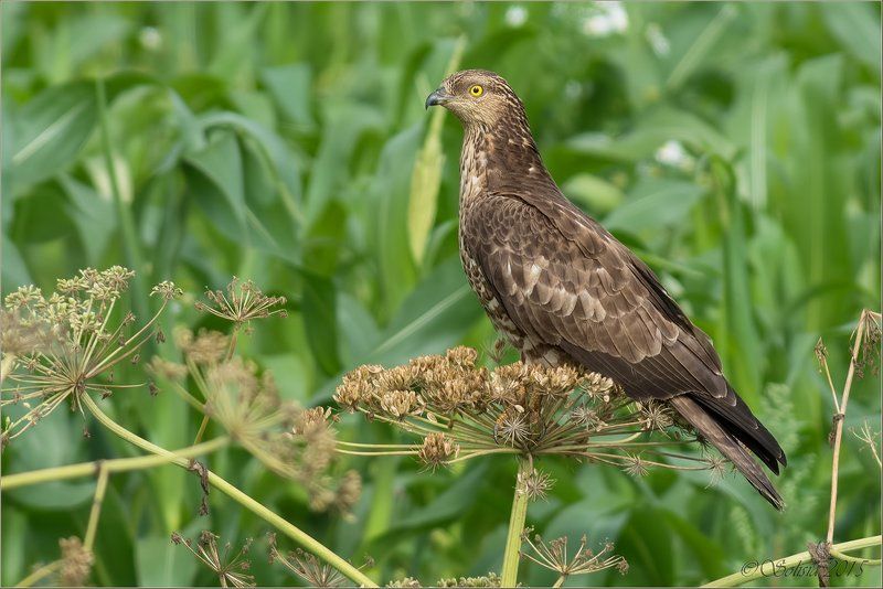 птицы, природа, осоед, Pernis apivorus, хищник, лето, август, 2015, подмосковье, волоколамский р-он Осоедphoto preview
