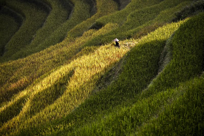Asia, Asian, Farmer, Field, Green, Landscape, Photography, Rice, Terraces rice field, Yellow Terrace rice field in asiaphoto preview
