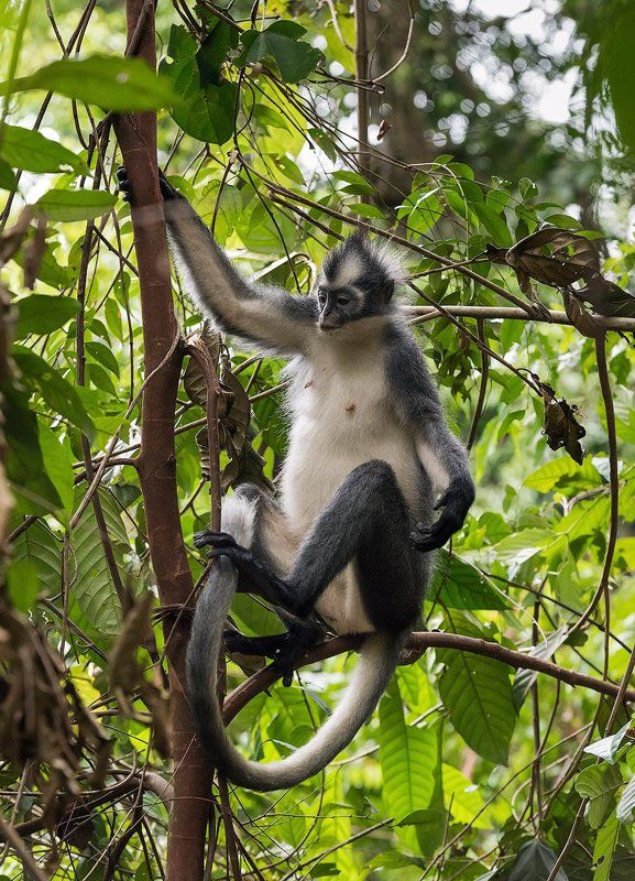 индонезия, гибон, орангутан, Обезьяны Суматры фото превью