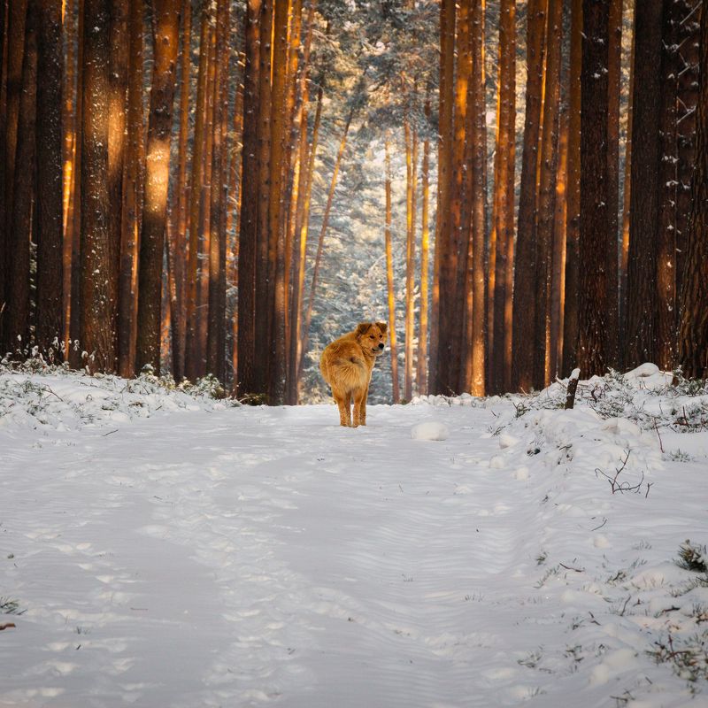 forest, ural, dog, snow, winter, russia, rus, ekb Hello!photo preview