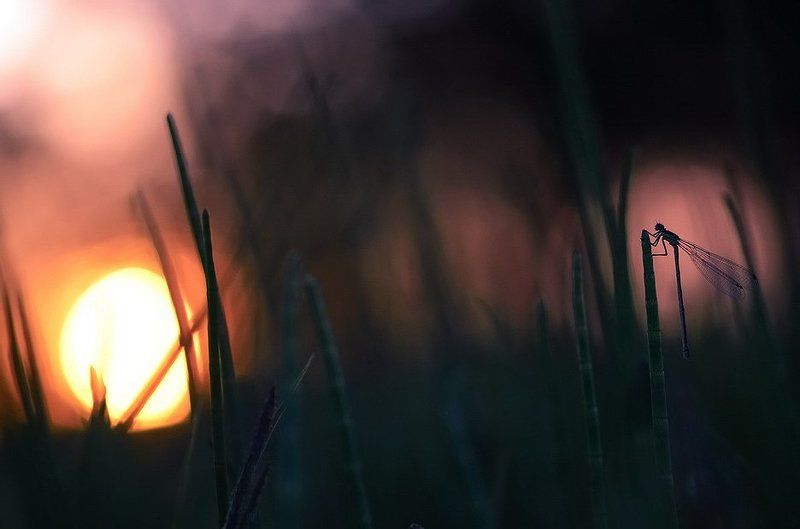 Баю баюшки...photo preview