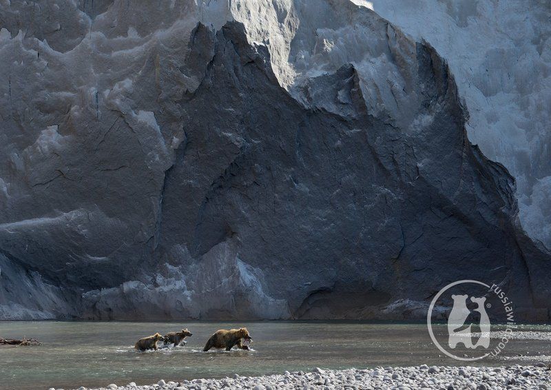 камчатка, бурые медведи Заколдованная стенаphoto preview