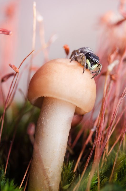 Высокоphoto preview