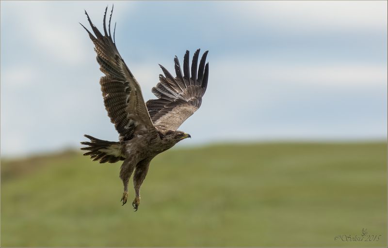 птицы, природа, хищник, подорлик малый, Aquila pomarina, лето, август, 2015, подмосковье, волоколамский р-он Лечу, куда хочу!photo preview