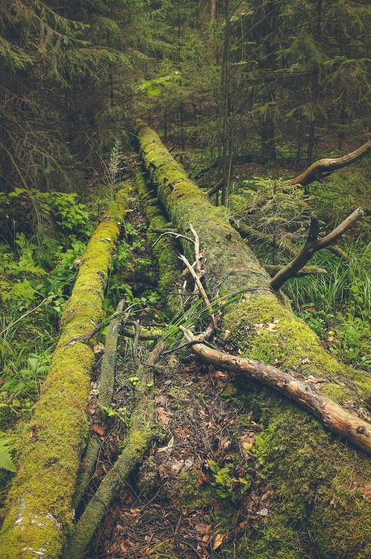 Уральский лесphoto preview