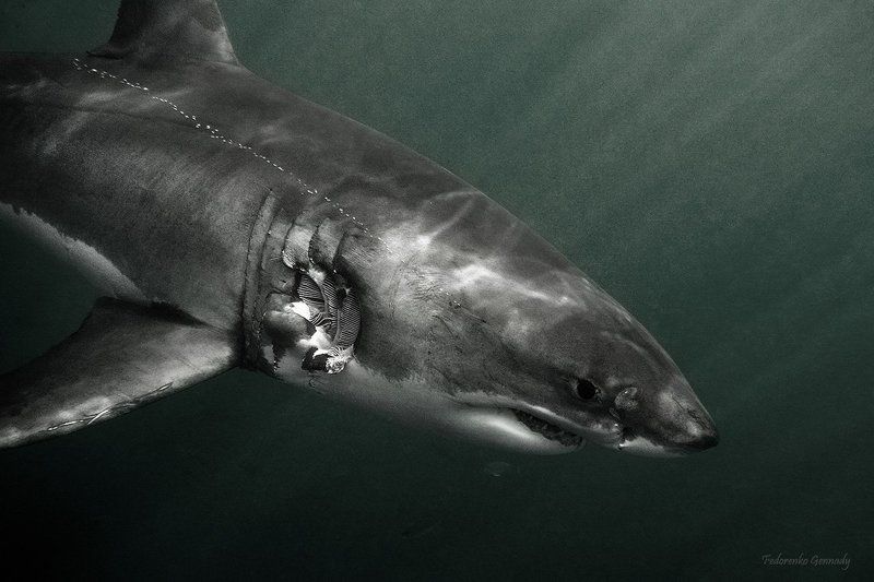 shades of Deathphoto preview