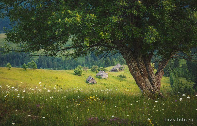 Карпаты, горы,  лето, дома Домишкиphoto preview