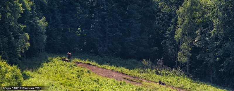 Zubrphoto, Горы, Западный кавказ, Заповедник, Зубры, Кавказ, Лето, Панорама Молодые самцы на отдыхе.photo preview