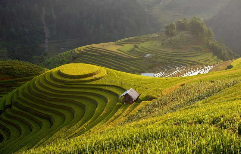 Nature, Vietnam, Agriculture, Beauty In Nature, Blue, Cloud - Sky, Color Image, Day, Green Color, Harvesting, Horizontal, Lush Foliage, No People, North Vietnam, Outdoors, Photography, Rice - Cereal Plant, Rice Paddy, Scenics, Seasoning, Terraced Field, T Golden rice terracephoto preview