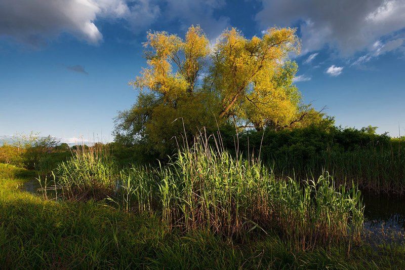 Одинокая верба на склоне летнего дняphoto preview